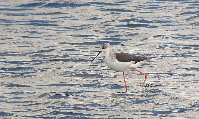 Black-winged Stilt  - Matthias Schleuning