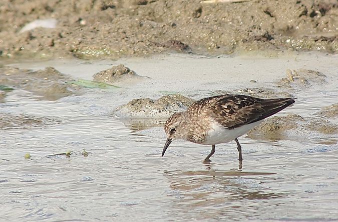 Temminck's Stint  - Matthias Schleuning