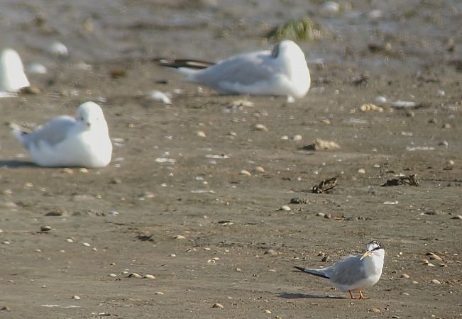 Little Tern  - Matthias Schleuning