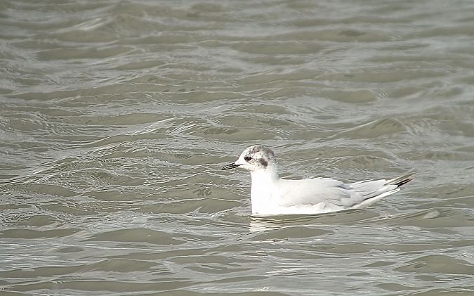 Little Gull  - Matthias Schleuning