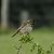 Corn Bunting  - Jürgen Forster