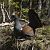 Auerhuhn  - Wolf-Thomas Adlung