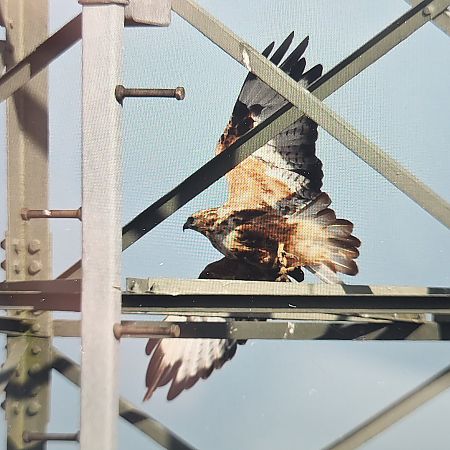Adlerbussard  - Gerhard Braemer