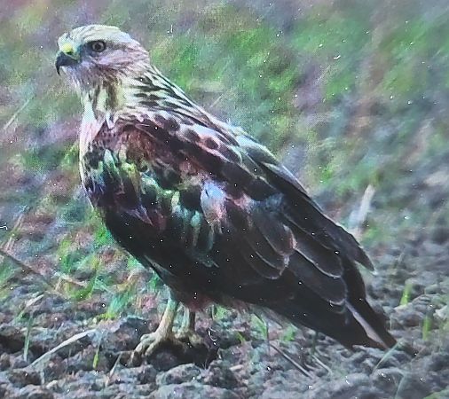 Adlerbussard  - Gerhard Braemer