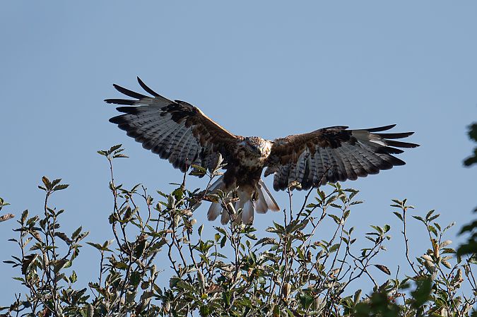 Adlerbussard  - Gerhard Braemer