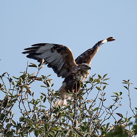 Adlerbussard  - Gerhard Braemer