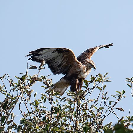 Adlerbussard  - Gerhard Braemer
