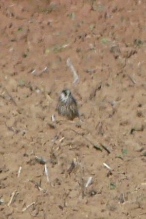 Rotfußfalke  - Susanne Schmidt