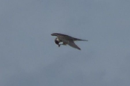 Rotfußfalke  - Susanne Schmidt