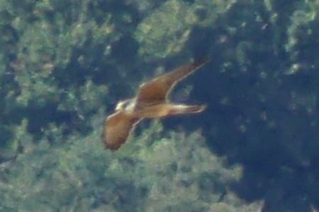 Red-footed Falcon  - Susanne Schmidt