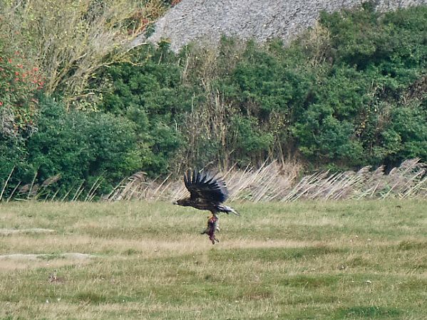 Seeadler 