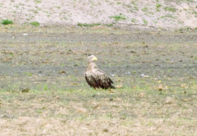 Seeadler  - Sieb Michaela