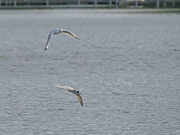 Trauerseeschwalbe  - Hermann Daum