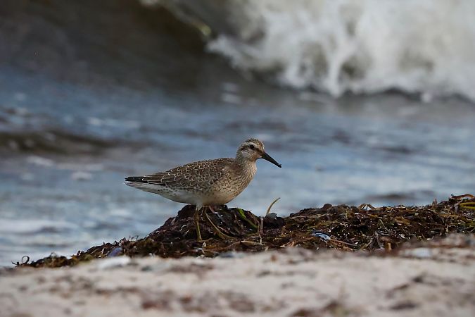 Red Knot  - Wolfram Pachalli
