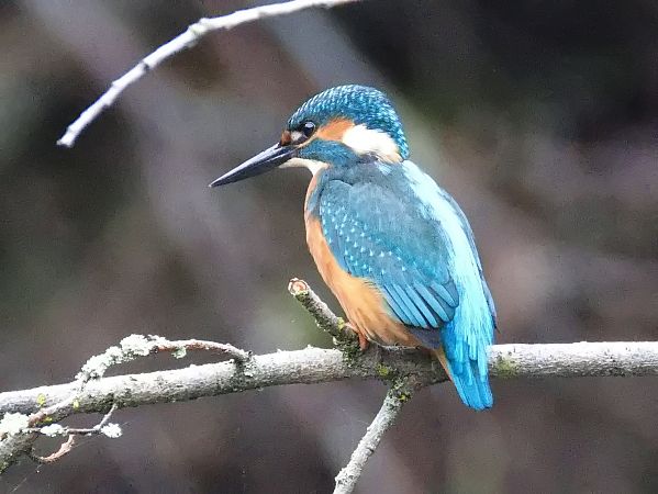 Eisvogel  - Gerhard Joohs