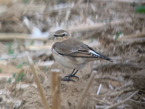 Steinschmätzer  - Markus Güntner
