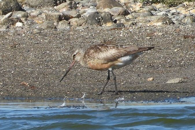 Bar-tailed Godwit  - Wolfgang Henkes
