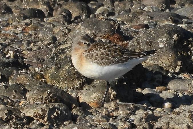 Curlew Sandpiper  - Wolfgang Henkes