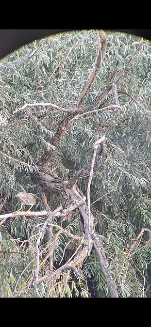 Black-crowned Night Heron  - Jonas Hubrich