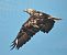Adlerbussard  - Gerhard Braemer