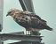 Adlerbussard  - Gerhard Braemer