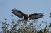 Adlerbussard  - Gerhard Braemer