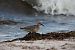 Red Knot  - Wolfram Pachalli