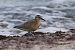 Red Knot  - Wolfram Pachalli
