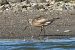 Bar-tailed Godwit  - Wolfgang Henkes