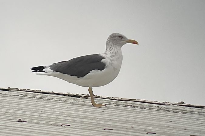 Heringsmöwe (ssp. graellsii)  - Jan Gerken