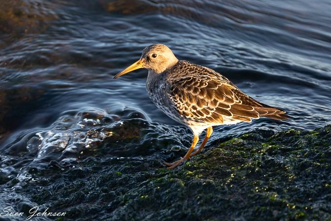 Meerstrandläufer  - Sven Johnsen