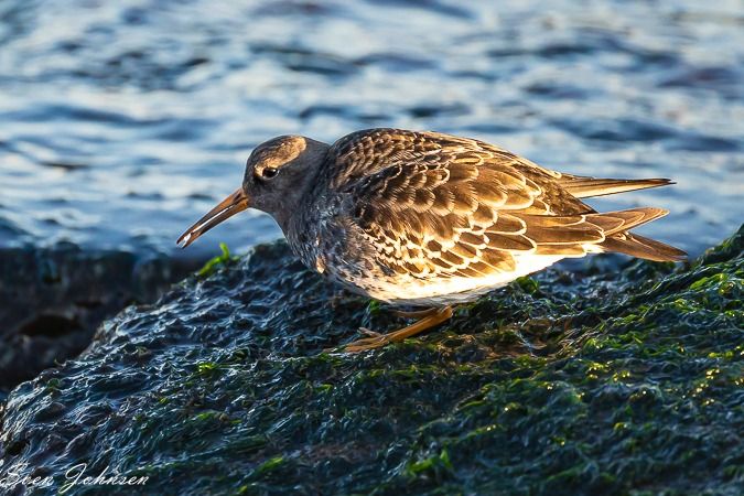 Meerstrandläufer  - Sven Johnsen