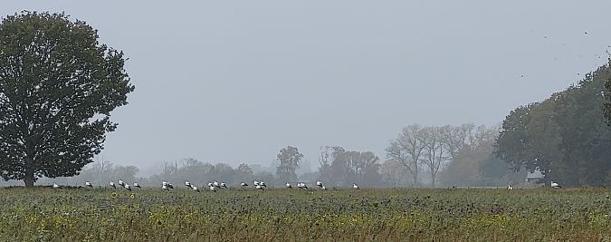 Weißstorch  - Gerhard Braemer