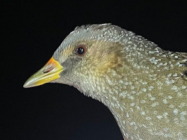 Spotted Crake  - Wieland Heim