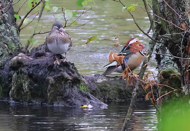 Mandarinente  - Adrian Kreft