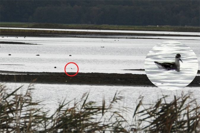 Odinshühnchen  - Lutz Schmechta