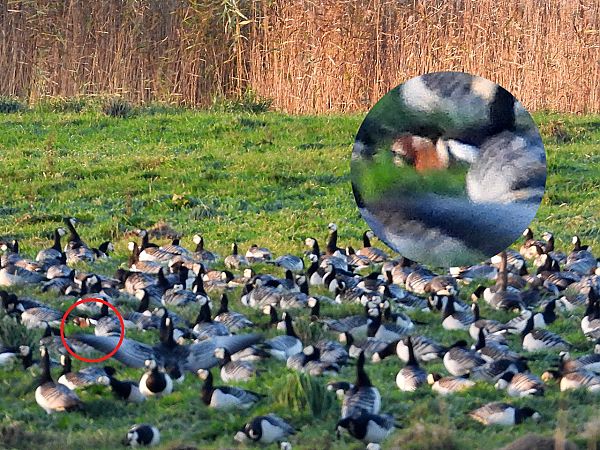 Rothalsgans  - Lutz Schmechta