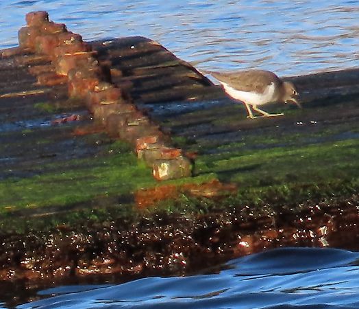 Flussuferläufer  - Wolfgang Buchheim