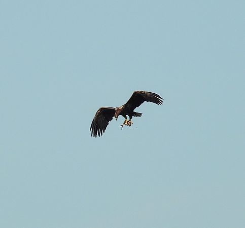 Seeadler  - Dorothea Koch
