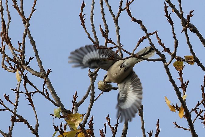Raubwürger  - Tetiana Lavynska