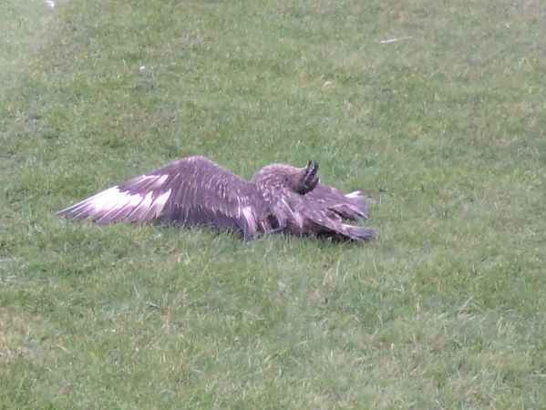 Skua  - Ole Schünemann