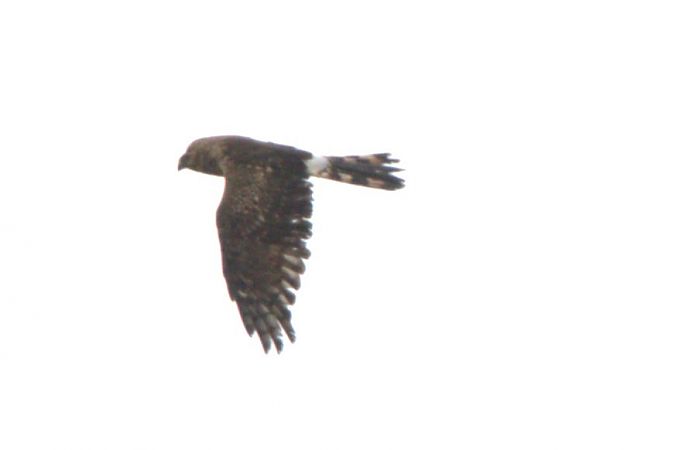 Kornweihe  - Melissa Schubbert