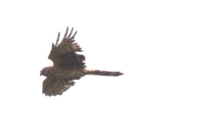 Kornweihe  - Melissa Schubbert