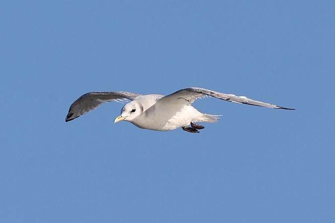 Dreizehenmöwe  - Melissa Schubbert