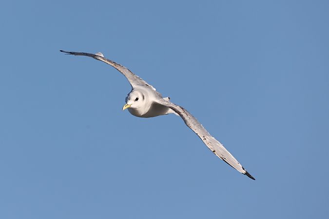 Dreizehenmöwe  - Melissa Schubbert