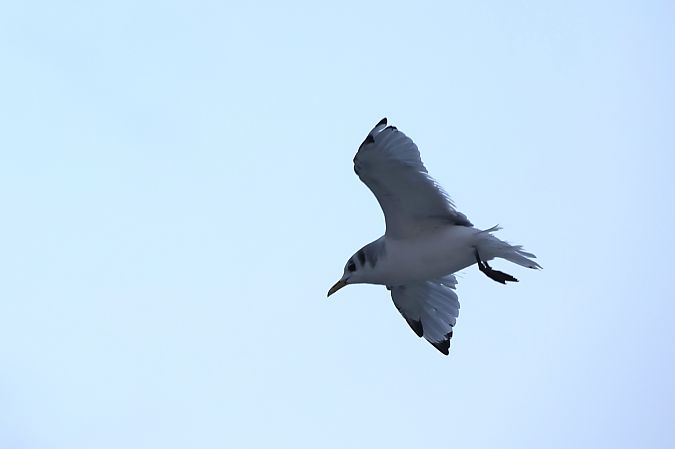 Dreizehenmöwe  - Melissa Schubbert
