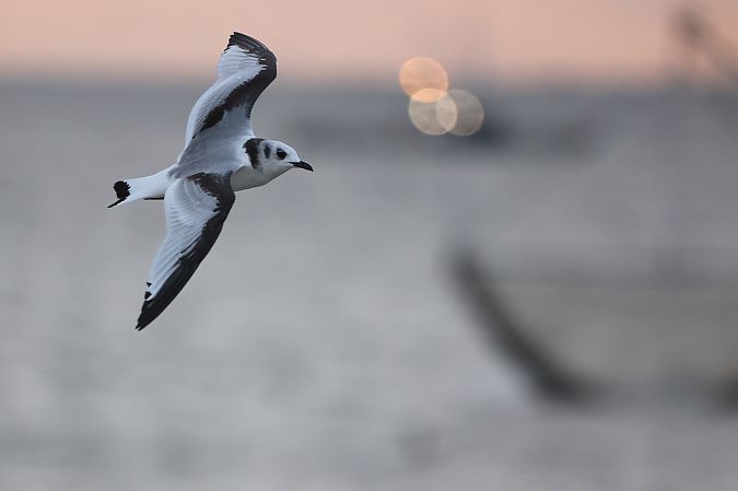 Mouette tridactyle  - Melissa Schubbert