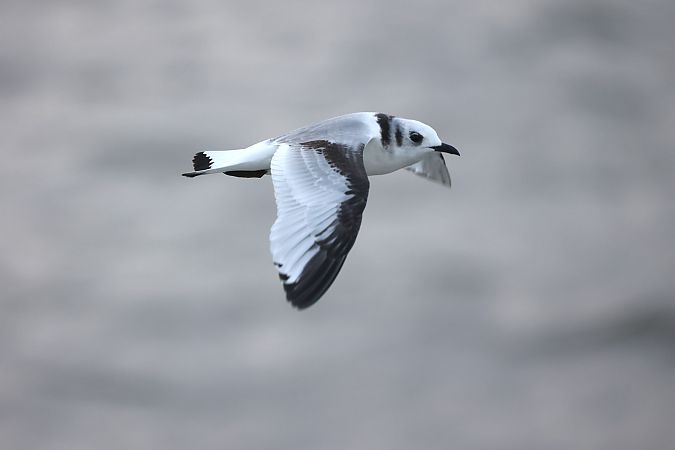 Dreizehenmöwe  - Melissa Schubbert