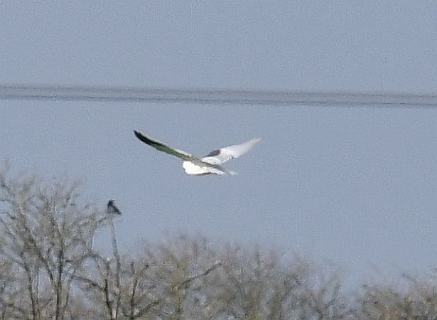 Élanion blanc  - Bernd + Gesa Drahl