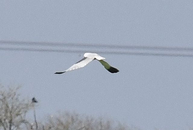 Gleitaar  - Bernd + Gesa Drahl